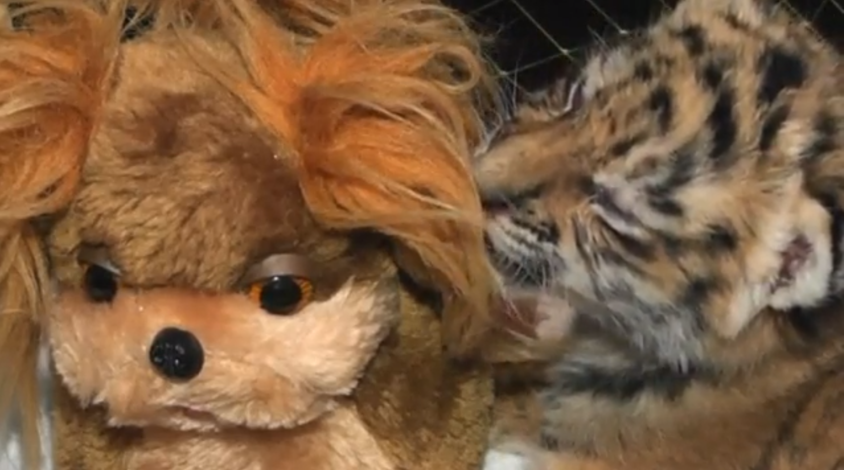 nyfödda, Sibirisk tiger, sibiriska tigrar, Video